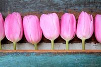 een groep roze tulpen met houten vintage achtergrond