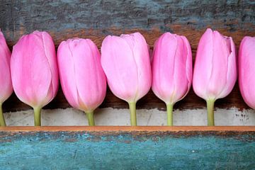 een groep roze tulpen met houten vintage achtergrond van Sonja Blankestijn