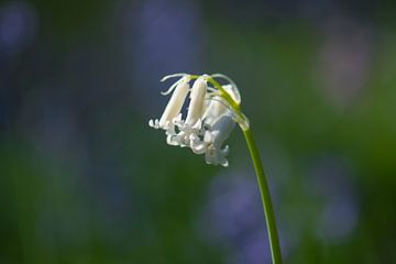 weiße Waldhyazinthe von Tania Perneel