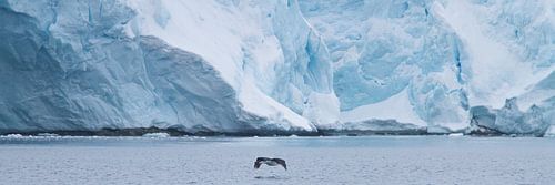 aalscholver in de vlucht