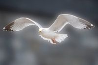 Gull in flight