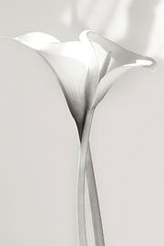 Intertwined Calla