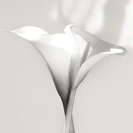 Intertwined Calla by Floortje Louise