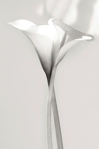 Intertwined Calla