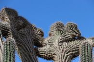Duivelshand cactus op Bonaire. van Silvia Weenink thumbnail