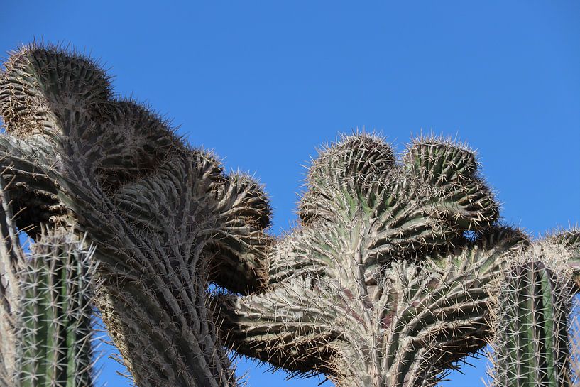 Duivelshand cactus op Bonaire. van Silvia Weenink