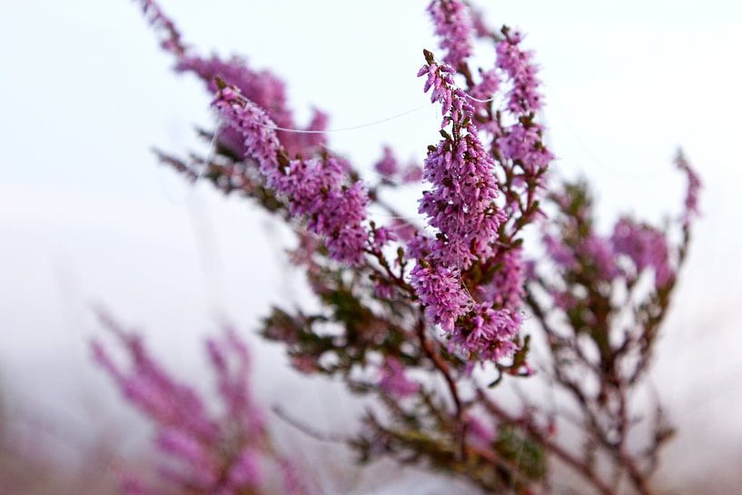 Bloeiende paarse heide bloemen. van Karijn | Fine art Natuur en Reis Fotografie