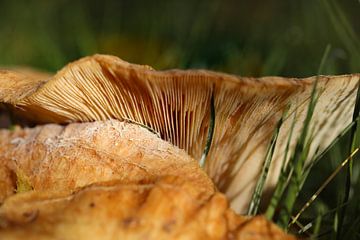 paddenstoel van Marieke Funke