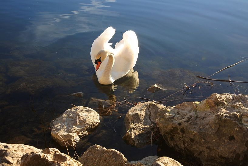 The swan by Christoph Leimer