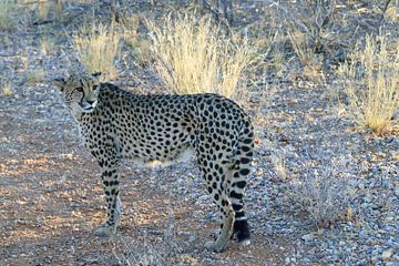 Cheetah in Nambia by Merijn Loch