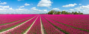 Tulpen in landwirtschaftlichen Feldern im Frühling von oben gesehen von Sjoerd van der Wal