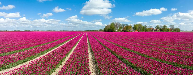 Tulips in agricutlural fields during springtime seen from above by Sjoerd van der Wal Photography