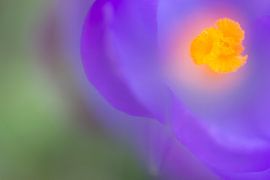 Kleurrijk detail van een krokus von Mark Scheper