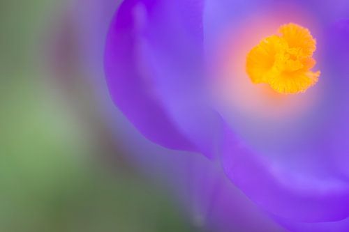 Kleurrijk detail van een krokus