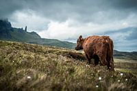 Vieil homme de Storr