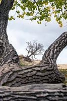 Amsterdamse Waterleidingduinen