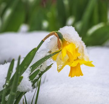 Gele narcissen bloeien in de sneeuw van ManfredFotos