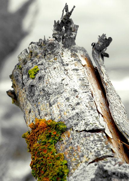 flotsam and jetsam no4 by Pia Schneider