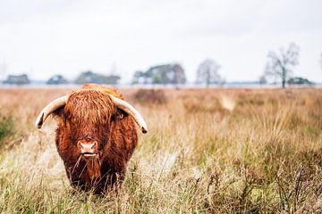 Schotse Hooglander in Veenlandschap van Dennis Venema