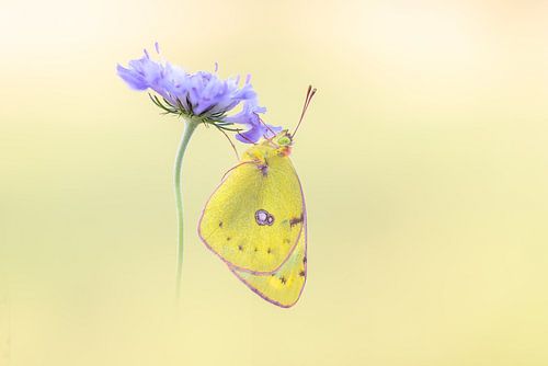 Luzerner Schmetterling im Licht eines stimmungsvollen Sonnenaufgangs