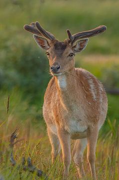 Fallow deer in the evening sun
