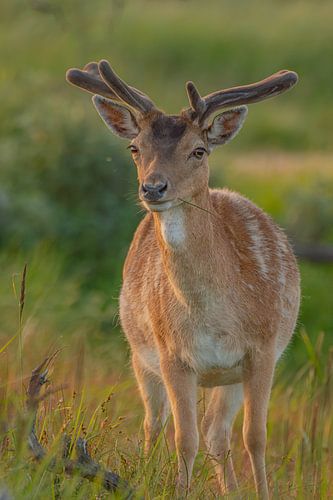 Fallow deer in the evening sun