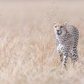 Patrouille! von Robert Kok