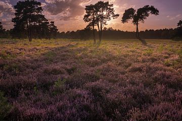 Goldene Stunde auf der Strijbeekse Heide von Patrick Rosenthal