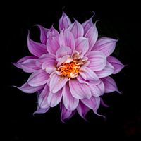 Dalia