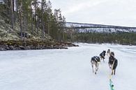 husky safari tour Norway by Jacqueline Regtuit thumbnail