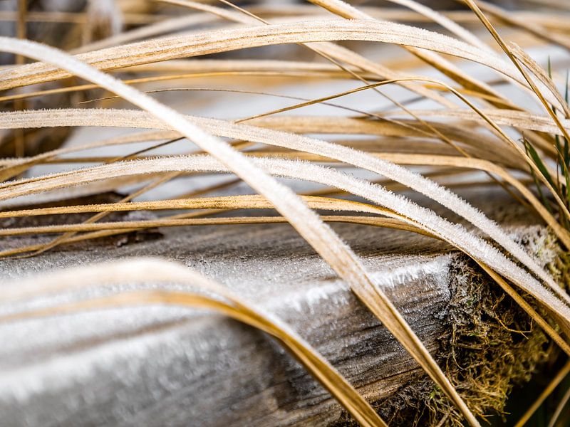 Bielatal, Saxon Switzerland - Reed grass with hoarfrost by Pixelwerk