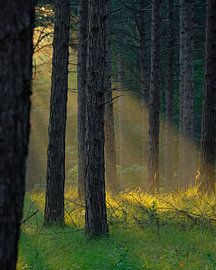 Sunrise on a beautiful early morning in the forest. by Ronald Harmsen