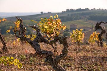 Vineyard in autumn by Peter Baier