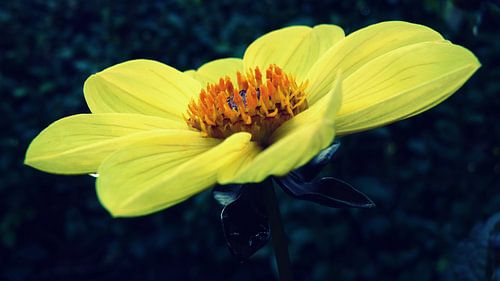 Blume mit Regentropfen