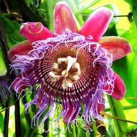 Purple & pink passion flower by Daphne Wessel