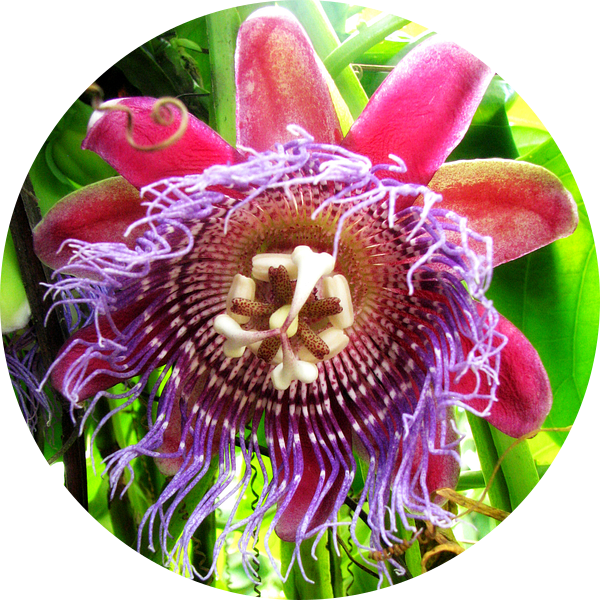 Purple & pink passion flower van Daphne Wessel