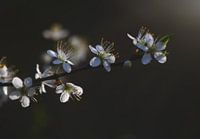 Blossom reaches out to the sun
