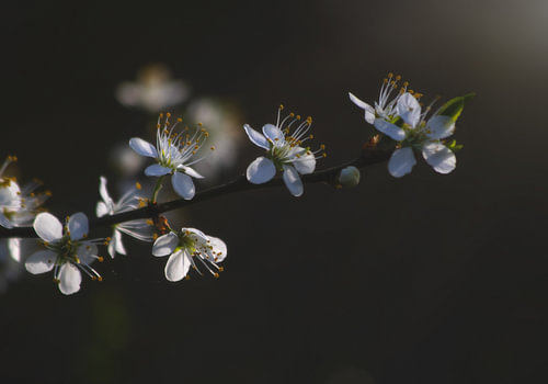 Blossom reaches out to the sun