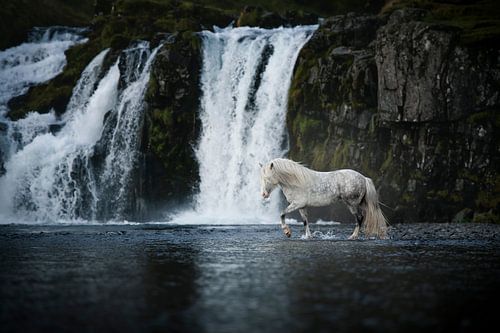 The rhythm of water and horse