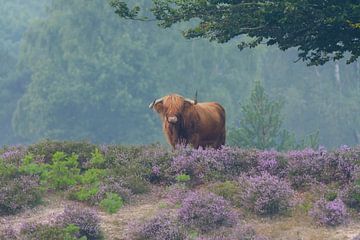 Schottischer Highlander in blühendem violettem Heidekraut von Remco Van Daalen