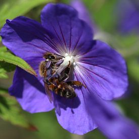 Honingbij Op bloem van Paul Franke