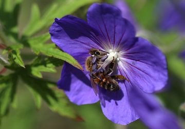 Honingbij Op bloem van Paul Franke