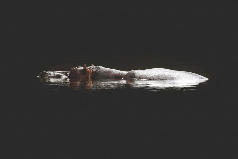 Hippopotame géant silencieux dans une eau calme par Femke Ketelaar