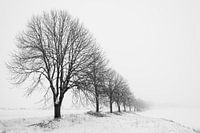 Baumreihe im Nebel