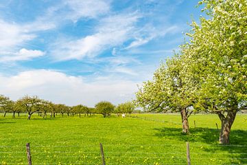 Rijen appelbomen in een boomgaard met witte bloesem in de lente van Sjoerd van der Wal