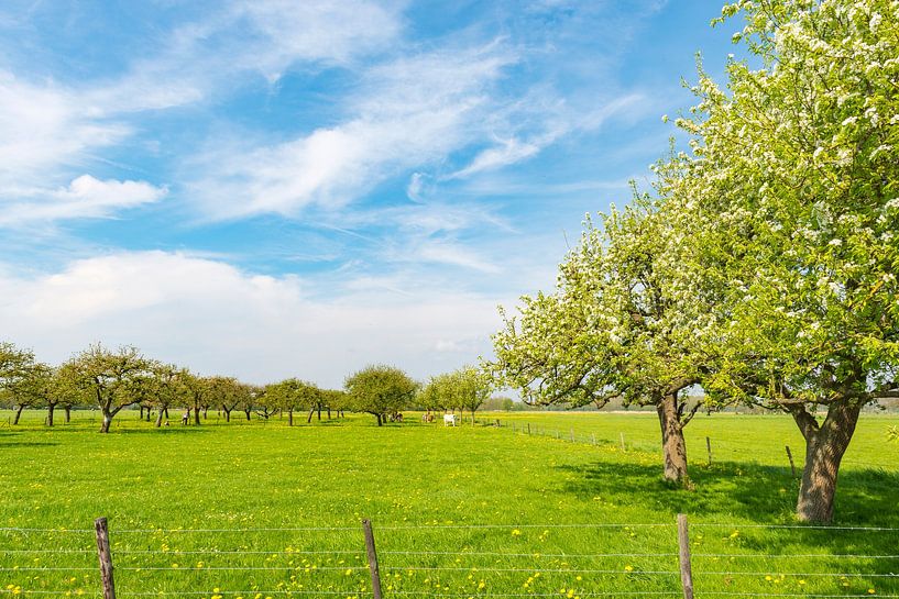 Rows of apple trees in an orchard with white blossom during spring by Sjoerd van der Wal Photography