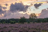 Heide bij Planken Wambuis
