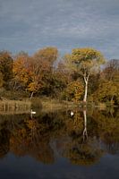 Herfst spiegeling