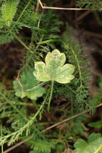 Klein blad van Daniëlle Eibrink Jansen