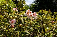 Flowering Rhododendron with red orange blossom by Alexander Wolff thumbnail
